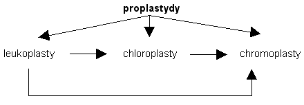 leukoplasty->chloroplasty->chromoplasty